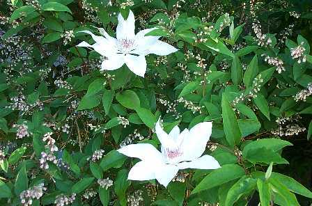 Clematis Henryii in Diasca