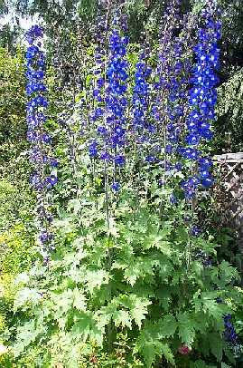 Delphinium