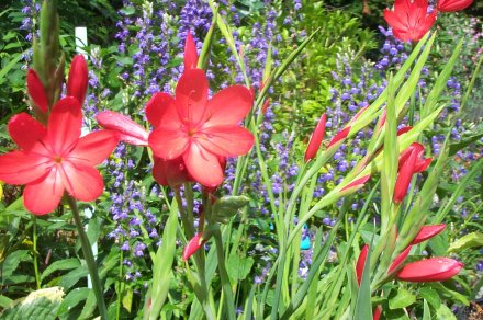 red kaffir lily