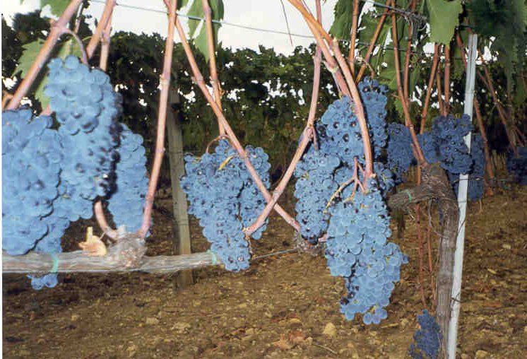 vendemmia1.jpg (110015 byte)