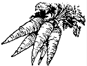 CARROT01.gif