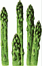 ASPARAGU.gif