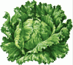 CABBAGELETTUCET.gif