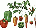 CAPSICUM.gif