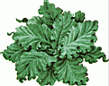 COLLARDS.gif