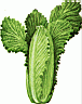 COSLETTUCE1.gif