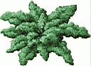 CURLYKALE.gif