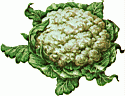 Cauli.gif