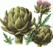 GLOBEARTICHOKE.gif