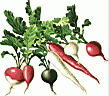 RADISHES.gif