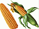 SWEETCORN.gif