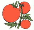 TOMATOE.gif