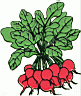 radish.gif