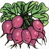 radish1.gif