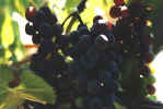 Pinot Noir grapes almost ready for harvest