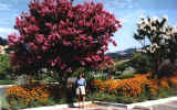 Angela outside Sebastiani Cellars - Sonoma