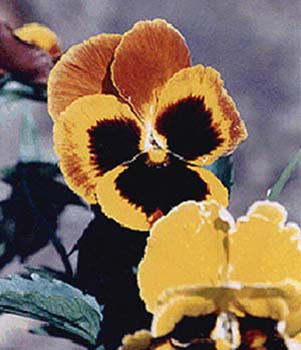 pansy