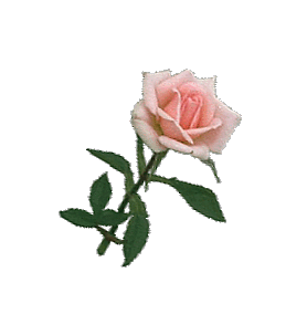 pink rose