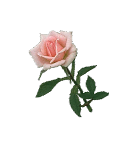 pink rose