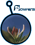 pictures of flowers