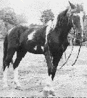 Domino, the Wonder Horse at age 30