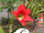 red flower