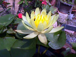 Yellow flower