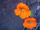 Nasturtiums * 2048 x 1536 * (596KB)