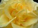 RoseCloseUp * 2048 x 1536 * (583KB)