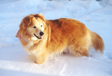 Sheba_In_Snow.jpg (150540 bytes)