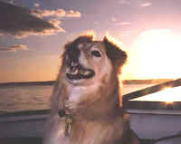 My Love Sheba boating in the Puget Sound!