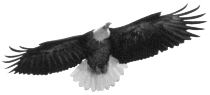 eagle1.gif (6617 bytes)