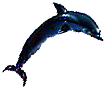 dolphin