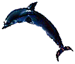 dolphin