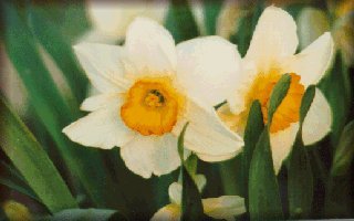 White and Yellow Dafodils