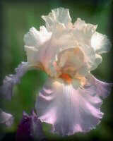 Purple and White Iris