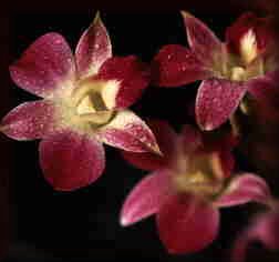 orchids