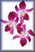 Pink Orchids