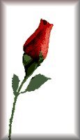 Red Rose Bud