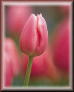 Pink Tulip