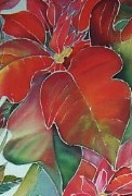 Poinsettia