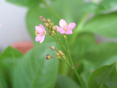 picture of sakura tade(Polygonum conspicuum)