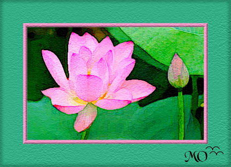 Water Lily