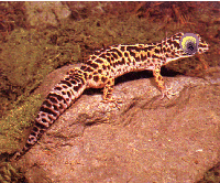 geko.gif (39264 bytes)