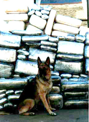 This seizure of over 2,000 lbs of marijuana led to the eventual dismantling of a major drug organization.