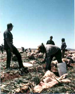 West farming area, 1986