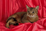 Abyssinian