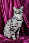 American Shorthair