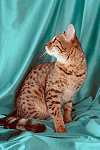 Bengal