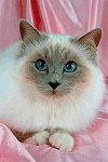 Birman